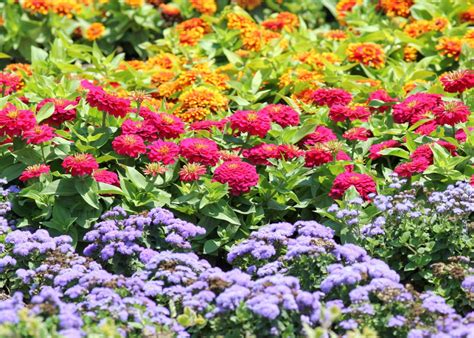 flowering plants  outdoor pots saenzvalienteblogcomar