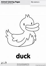 Duck Coloring Super Simple sketch template