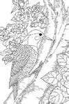 state birds coloring pages purple kitty
