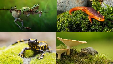 interesting facts  amphibians  fun facts