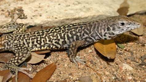 elusive marbled whiptail  rocky soil  trans pecos