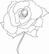 Coloring Pages Rose Roses Flower Getdrawings Derrick sketch template