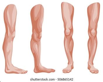 human leg   images shutterstock