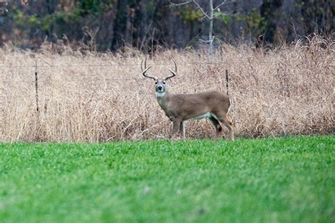3 Quick And Easy Habitat Projects For Whitetails North