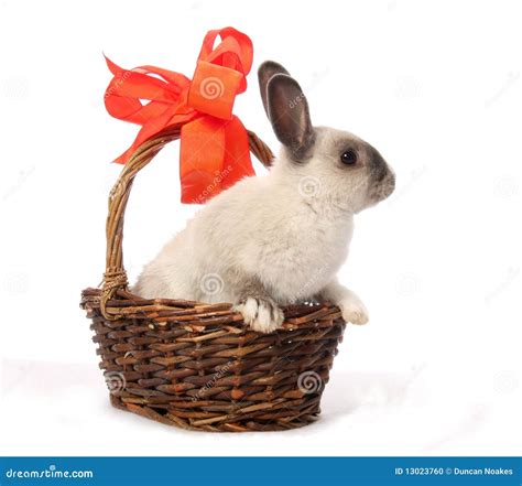 bunny  basket stock photo image