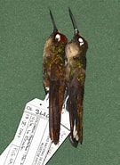 Afbeeldingsresultaten voor "octobranchus Floriceps". Grootte: 135 x 185. Bron: www.museum.lsu.edu