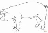 Pig Outline Clipart Coloring Clip Side Drawing Animal Pages Outlines Svg Farm Pork Mammal Large Tail Livestock Cliparts Clker Printable sketch template