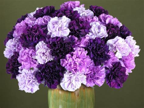 history  meaning  carnations proflowers blog