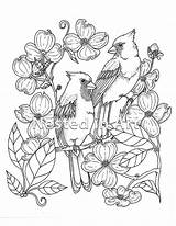 Cardinal Dogwood Cardinals sketch template
