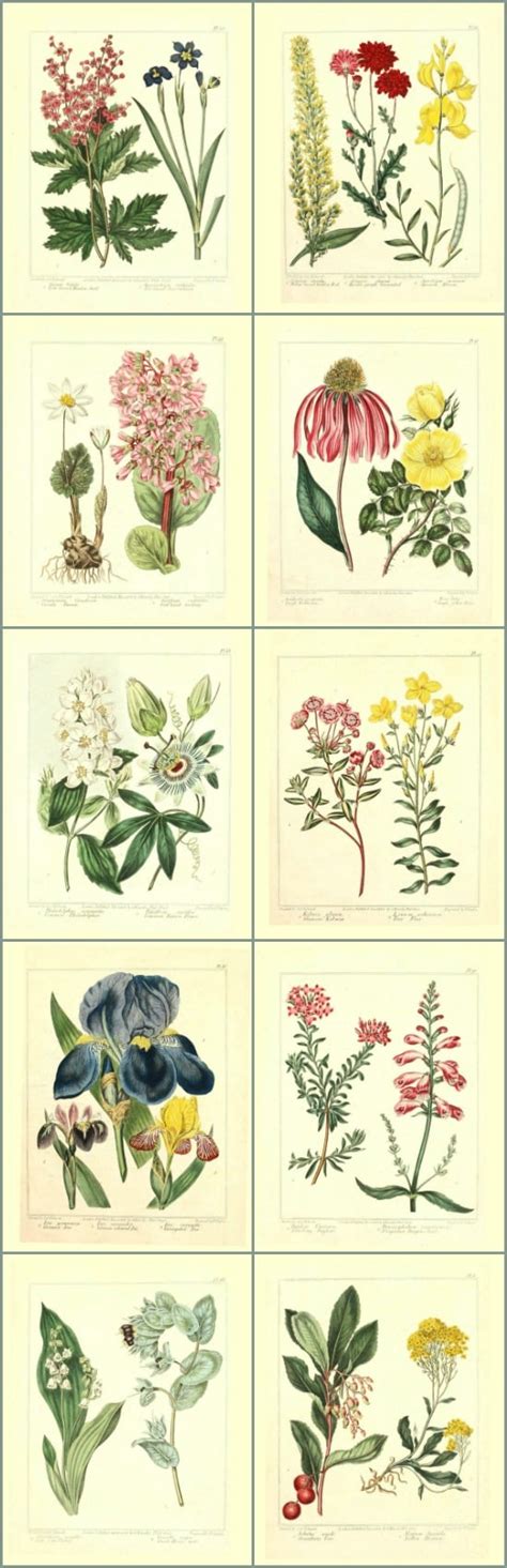library   printable botanicals  sutton place