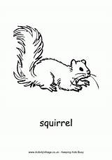 Colouring Squirrel Wildlife Pages Coloring sketch template
