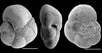 Afbeeldingsresultaten voor "globorotalia Scitula". Grootte: 202 x 104. Bron: www.mikrotax.org