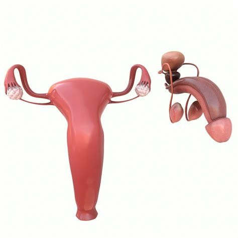 3d Female And Male Reproductive System Cgtrader