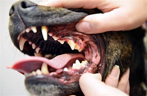 teeth  dogs  petibble