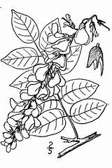 Drawing Wisteria Flower Draw Tree Choose Board Getdrawings sketch template