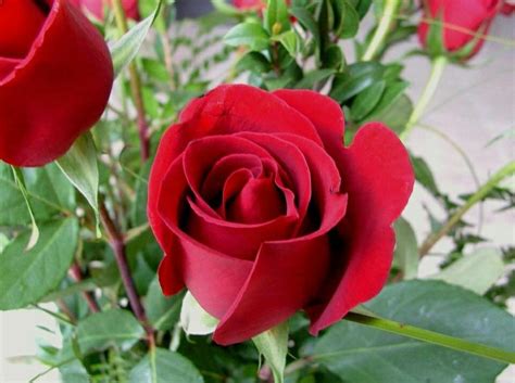 tips  trick budidaya bunga mawar  cepet berbunya  berbunga