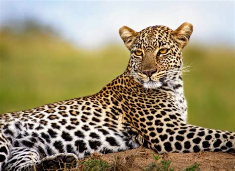 african leopards  surprisingly high genetic diversity earthcom