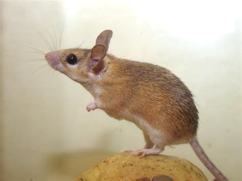 mary  mouse killer marys blog
