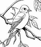 Mockingbird Coloring Pages Eye Staring Patagonian Color Garden Drawings Print Flower Size Luna Colorluna Getcolorings 9kb 699px sketch template