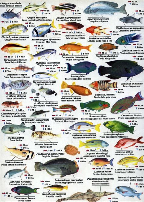 red sea fish chart  cmcm poster