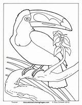 Toucan Toekan Colouring Kleurplaten Rainforest Coloringhome Kleurplaat Zoo sketch template