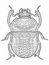 Scarab Beetle Zentangle Escarabajo Scarabeo Vettore Escarabajos Coloring4free Egipcio Tribale Adults Egiziano Coloritura Adulti Raster Illustrazioni Insect Gograph sketch template