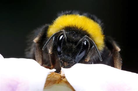 bumblebees remember objects    recognize   touch abs