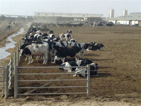 Dairy Farm Largest Dairy Farm In The World Al Safi Dairy