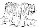 Tiger Coloring Pages Tooth Printable Tigers Saber Color Bengal Duck Colouring Realistic Outline Print Sabre Drawing Book Kids Version Template sketch template