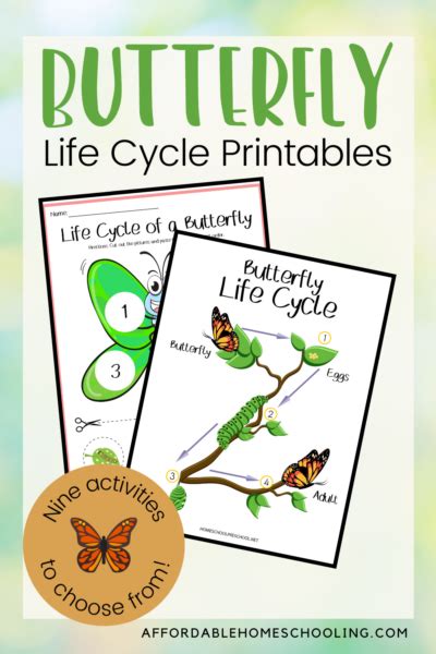 printable life cycle   butterfly worksheets  kids