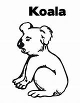 Koala Bear Coloring Thirsty sketch template