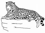 Coloring Animal Pages Print Kids Animals Printable Colouring Cheetah Jaguar sketch template