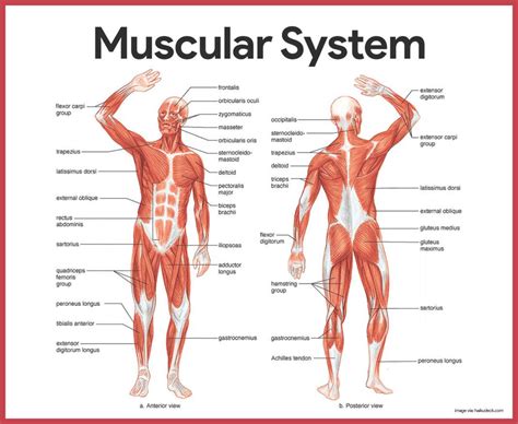musclular system labeled  muscle color blocking  images