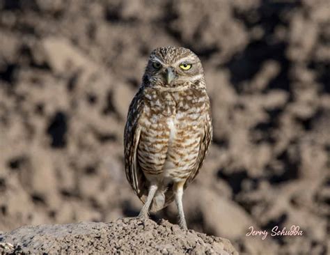 burrowing owl focusing  wildlife