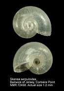 Afbeeldingsresultaten voor Skenea serpuloides. Grootte: 131 x 185. Bron: www.marinespecies.org
