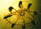 Afbeeldingsresultaten voor "melicertum Octocostatum". Grootte: 140 x 100. Bron: www.marinespecies.org