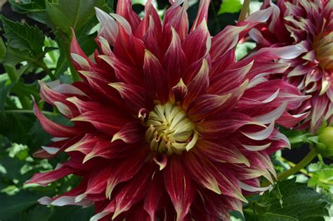 how to grow dahlias in oregon advice from 34 years of experience