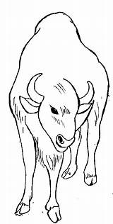 Buffalo Water Coloring Pages Animals Sheet Animal Print sketch template