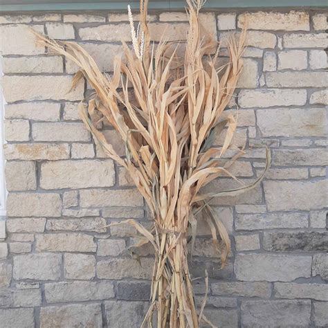 dried corn stalk bundle grimms gardens