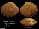 Afbeeldingsresultaten voor "astarte Elliptica". Grootte: 130 x 96. Bron: www.marinespecies.org