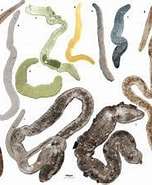 Afbeeldingsresultaten voor Nemertodermatidae. Grootte: 152 x 154. Bron: alchetron.com
