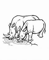 Rinoceronte Rhinoceros Nashorn Rhinozeros Rinocerontes Bebendo Ferozes Rhinos Selvagens sketch template