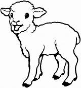 Lamb Laughing Coloringsky sketch template