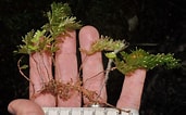 Afbeeldingsresultaten voor "coelodendrum Flabellatum". Grootte: 171 x 106. Bron: www.phytoimages.siu.edu