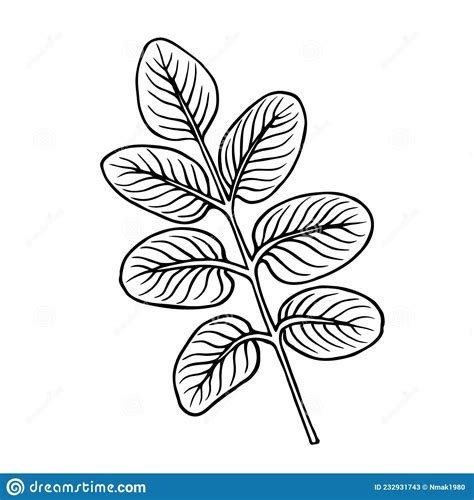 boceto de doodle de esquema negro de rama ficus sobre blanco stock de ilustracion ilustracion