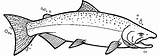 Salmon Chinook Coloring Pages Fish Drawing Drawings Native Sketch Wood Kids Choose Board sketch template