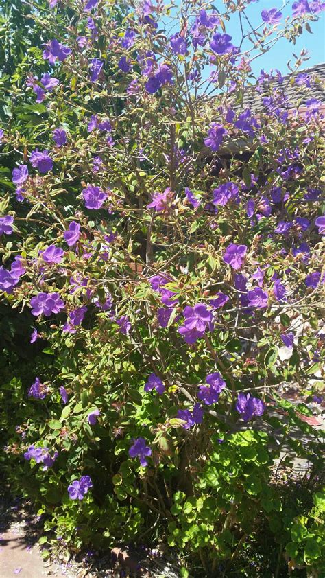identification    tree  purple flowers gardening