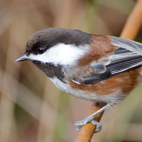chestnut backed chickadee national geographic