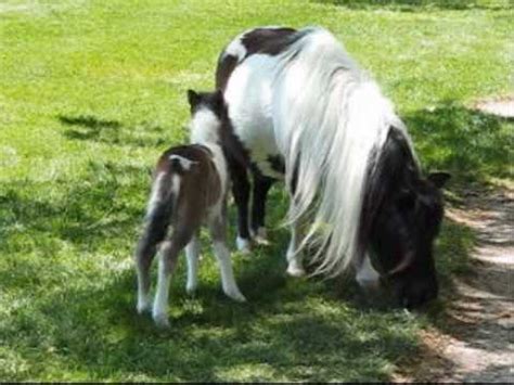 newborn baby horses youtube