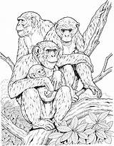 Coloring Pages Primates Family Apes First Primate Animals Chimpanzee Printable Chimp Ws School Wild sketch template